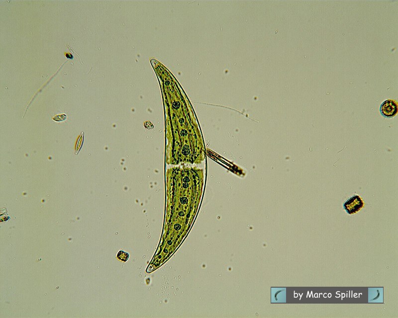 Closterium moniliferum: un''alga contro la radioattivit�